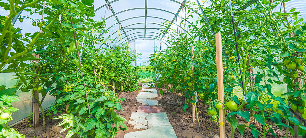 Advantages of a greenhouse