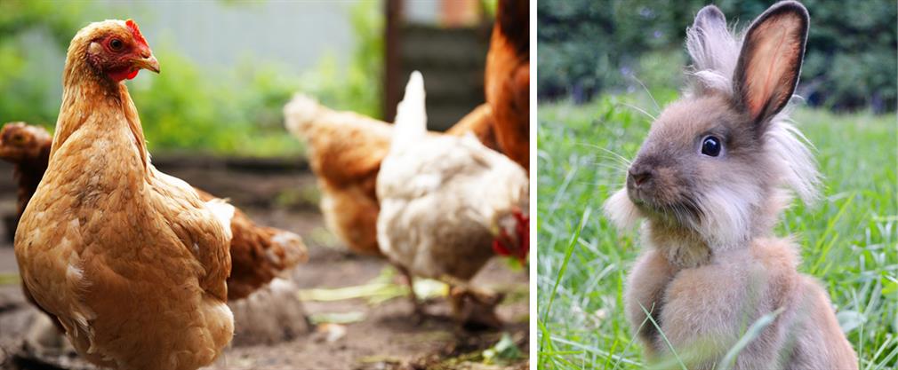 Keeping pet animals in the garden